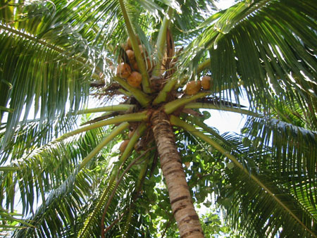 Cocotier