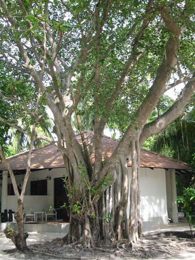 Arbre de l'�le d'Embudu