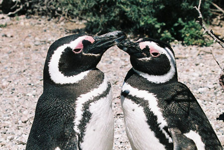 Couple de manchots