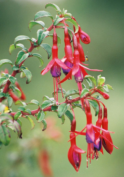 Fushia sur Chilo�