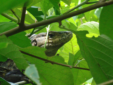 Iguane au Parc National de Manuel Antonio