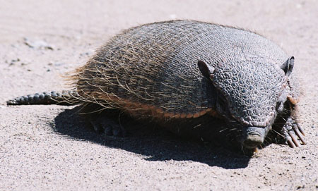 Armadillo � la peninsula Valdes
