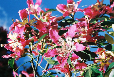 Arbre en fleurs � Buenos Aires