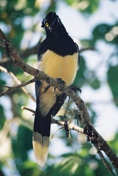 Oiseau � Igua�u