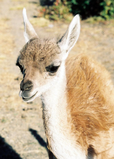 Guanaco curieux