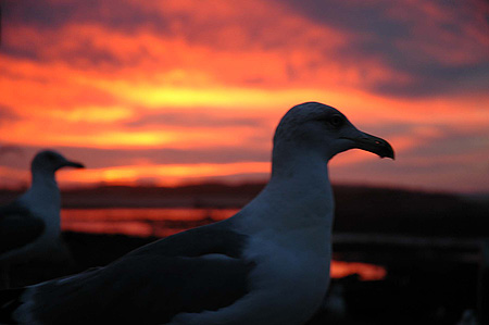 Coucher de soleil � Essaouira