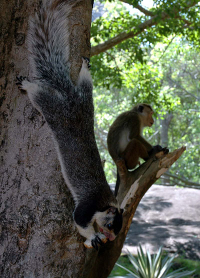 Singe et �cureuil g�ant