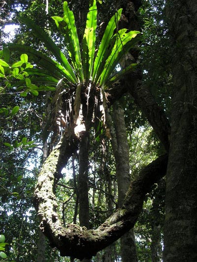 Lamington National Park