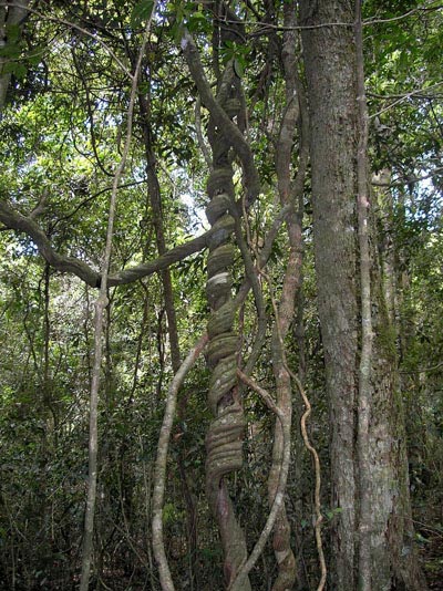 Lamington National Park