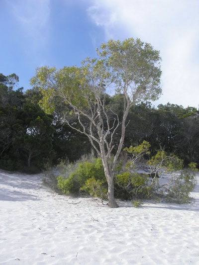 Fraser Island