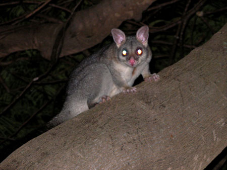 Opossum � Brisbane centre