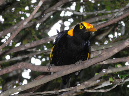Oiseau du Lamington National Park
