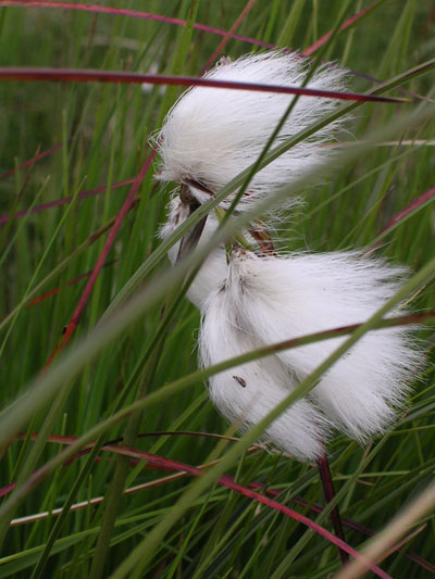 Linaigrettes sur le plateau des Hautes-Fagnes