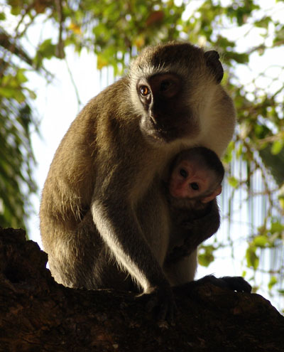 Vervets