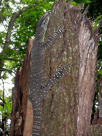 Monitor lizard du Lamington National Park