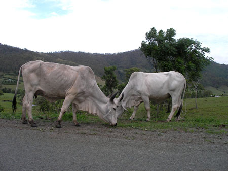 Sur les routes de campagne du Sud Queensland