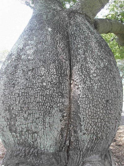 Royal Botanic Gardens