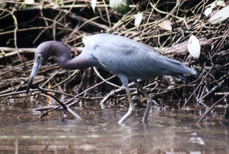 H�ron bleu � Tortuguero