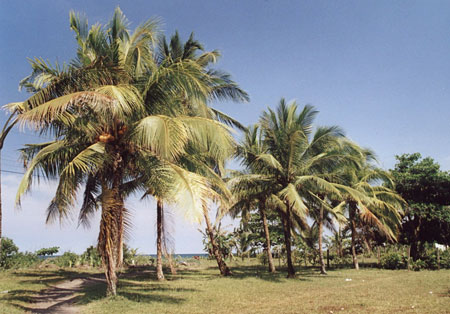 Cocotiers � Tortuguero