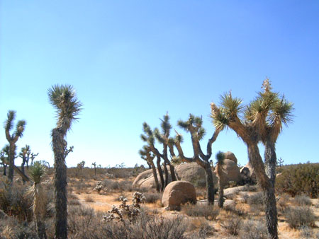 Joshua Tree