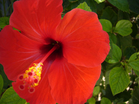 Ibiscus rouge