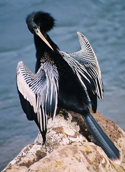Grand cormoran � l'heure de la toilette