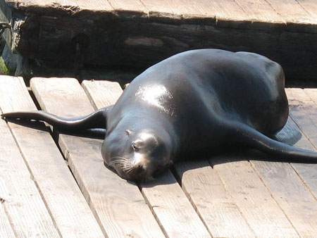 Les Sea Lions font la bronzette
