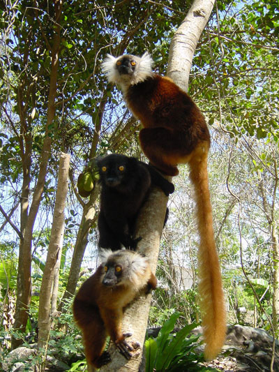 L�muriens