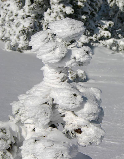 bichon de neige