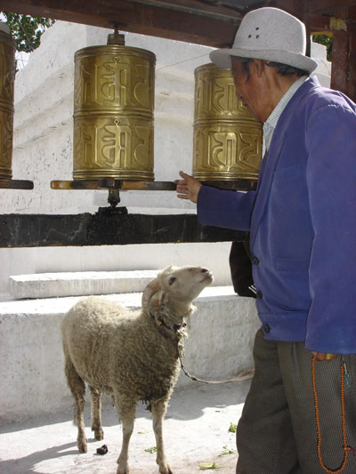 Lamb of the free