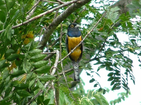 Trogon