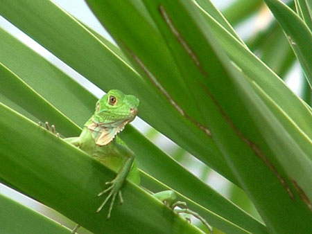 iguana iguana dans un restaurant