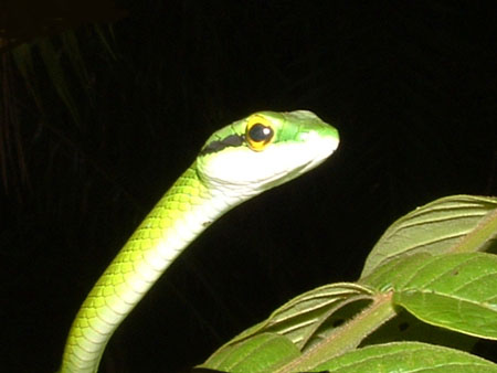 Serpent