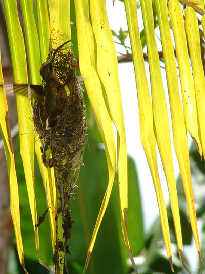 Colibri