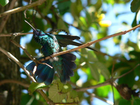 Colibri