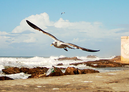 Vol de mouettes sur Essaouira