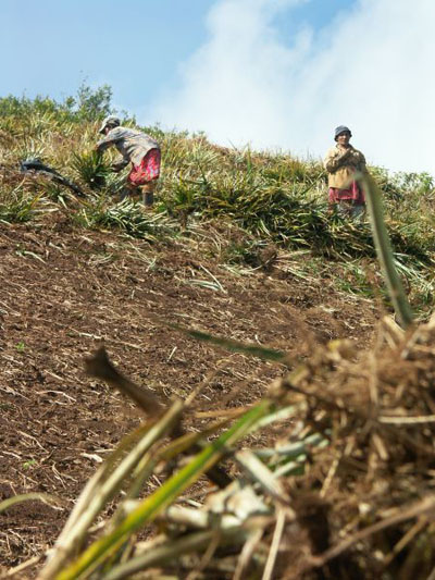 Des femmes travaillant dans les champs