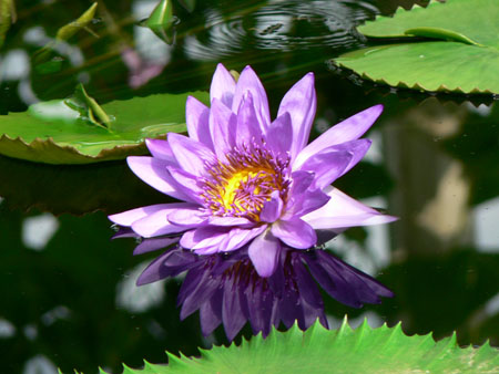 Waterlily House � Kew