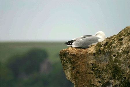 Mouette