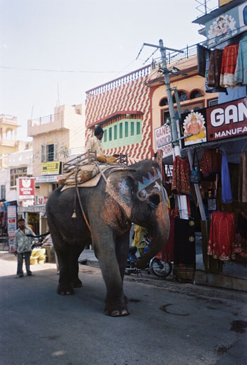 El�phant dans la ville