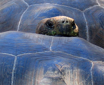 Cache-cache des tortues