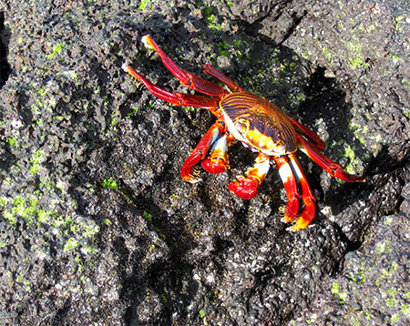 Crabes rouges