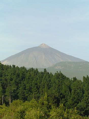La for�t de sapin et le Teide