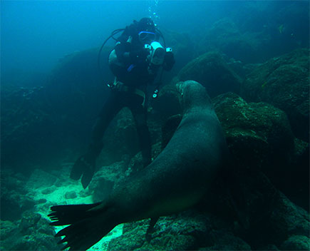 Rencontre sous-marine