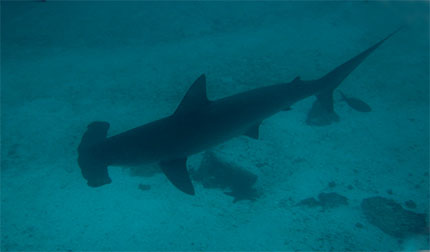 Requin-marteau