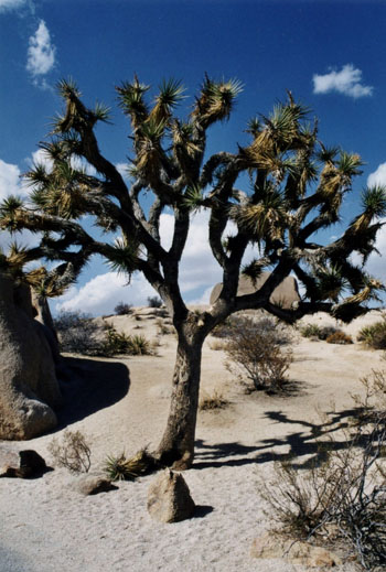 Joshua Tree