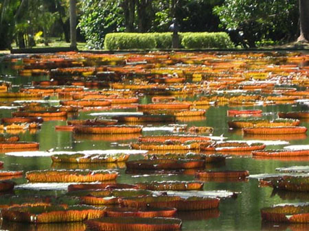 Jardin de Pamplemousses
