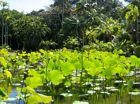 Jardin de Pamplemousses