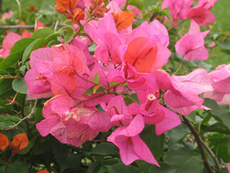 Bougainvill�