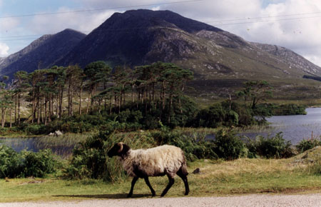 Mouton en balade dans le Connemara